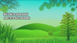 Детальніше про статтю Які квіти для дачі ростуть без поливу