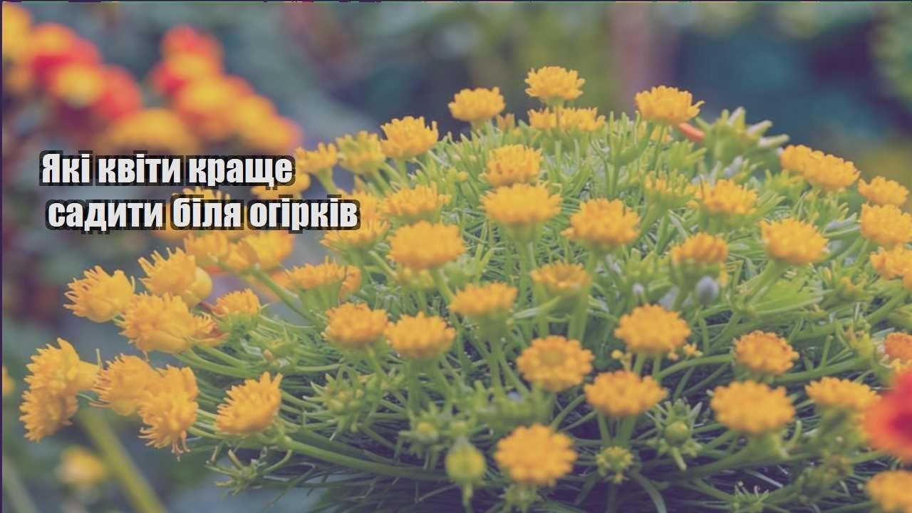 Ви зараз переглядаєте Які квіти краще садити біля огірків