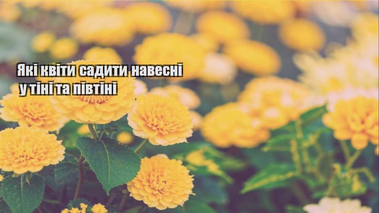 Ви зараз переглядаєте Які квіти садити навесні у тіні та півтіні