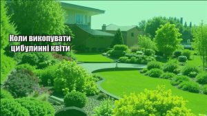 Детальніше про статтю Коли викопувати цибулинні квіти