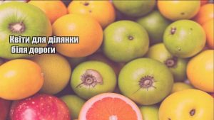 Детальніше про статтю Квіти для ділянки біля дороги