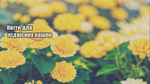 Детальніше про статтю Квіти для підвісних кашпо