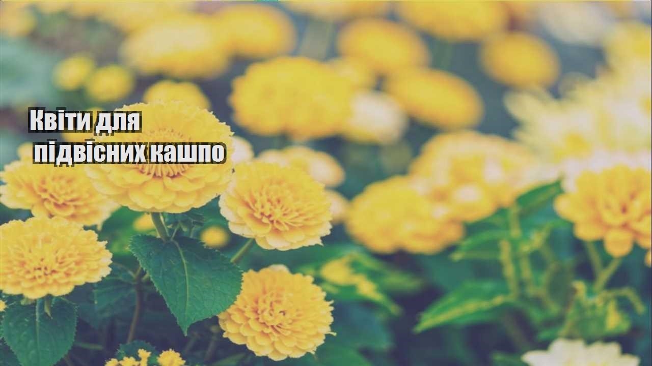 Ви зараз переглядаєте Квіти для підвісних кашпо