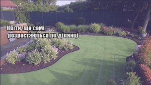 Детальніше про статтю Квіти, що самі розростаються по ділянці