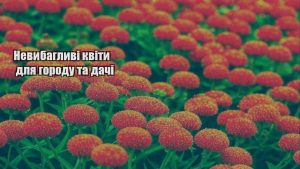 Детальніше про статтю Невибагливі квіти для городу та дачі