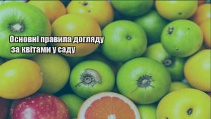 Детальніше про статтю Основні правила догляду за квітами у саду