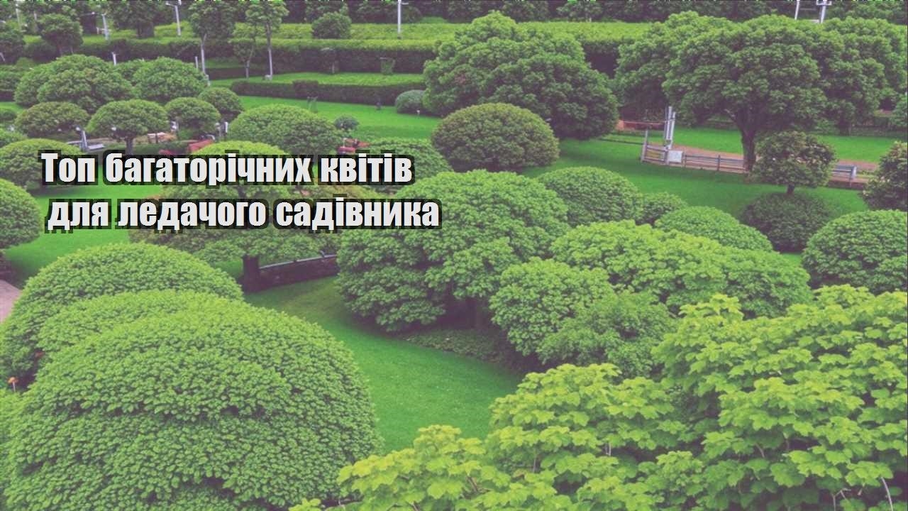 Ви зараз переглядаєте Топ багаторічних квітів для ледачого садівника