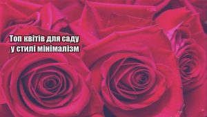 Детальніше про статтю Топ квітів для саду у стилі мінімалізм