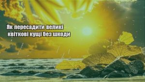 Детальніше про статтю Як пересадити великі квіткові кущі без шкоди