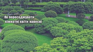 Детальніше про статтю Як пересаджувати кімнатні квіти навесні