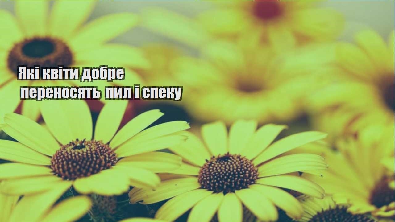 Ви зараз переглядаєте Які квіти добре переносять пил і спеку