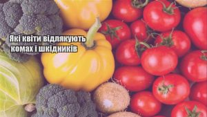 Детальніше про статтю Які квіти відлякують комах і шкідників