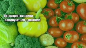 Детальніше про статтю Які садові рослини поєднуються з квітами