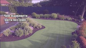 Детальніше про статтю Чим підживити квіти без хімії