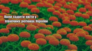 Детальніше про статтю Коли садити квіти у північних регіонах України