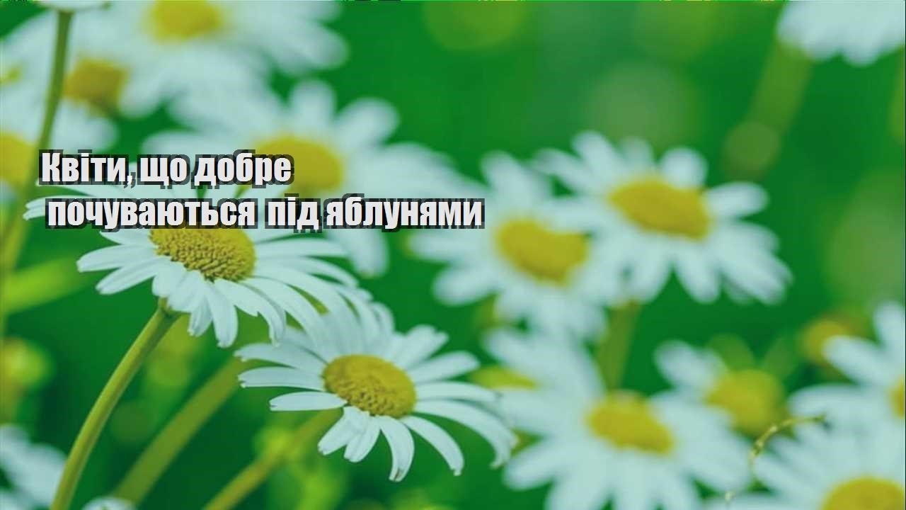 Детальніше про статтю Квіти, що добре почуваються під яблунями