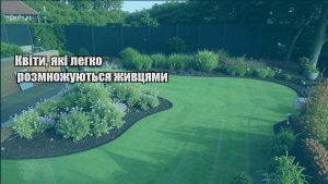 Детальніше про статтю Квіти, які легко розмножуються живцями