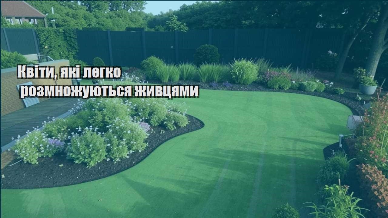 Детальніше про статтю Квіти, які легко розмножуються живцями