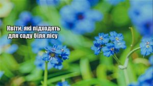 Детальніше про статтю Квіти, які підходять для саду біля лісу