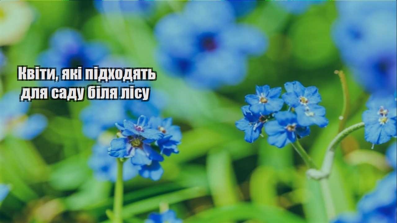 Ви зараз переглядаєте Квіти, які підходять для саду біля лісу