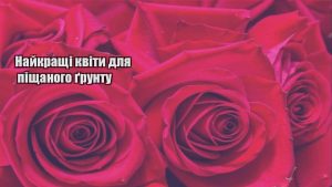 Детальніше про статтю Найкращі квіти для піщаного ґрунту