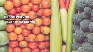 Детальніше про статтю Високі квіти як акценти на клумбі