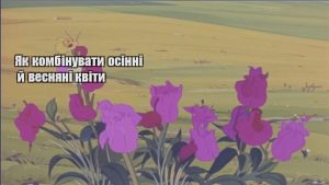 Детальніше про статтю Як комбінувати осінні й весняні квіти