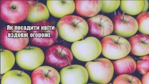 Детальніше про статтю Як посадити квіти вздовж огорожі