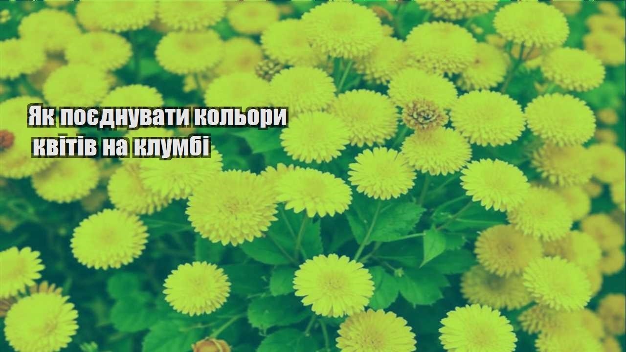 Детальніше про статтю Як поєднувати кольори квітів на клумбі