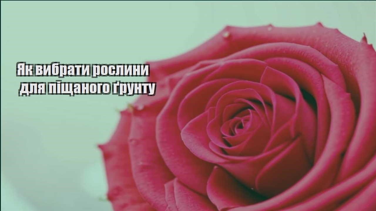 Детальніше про статтю Як вибрати рослини для піщаного ґрунту