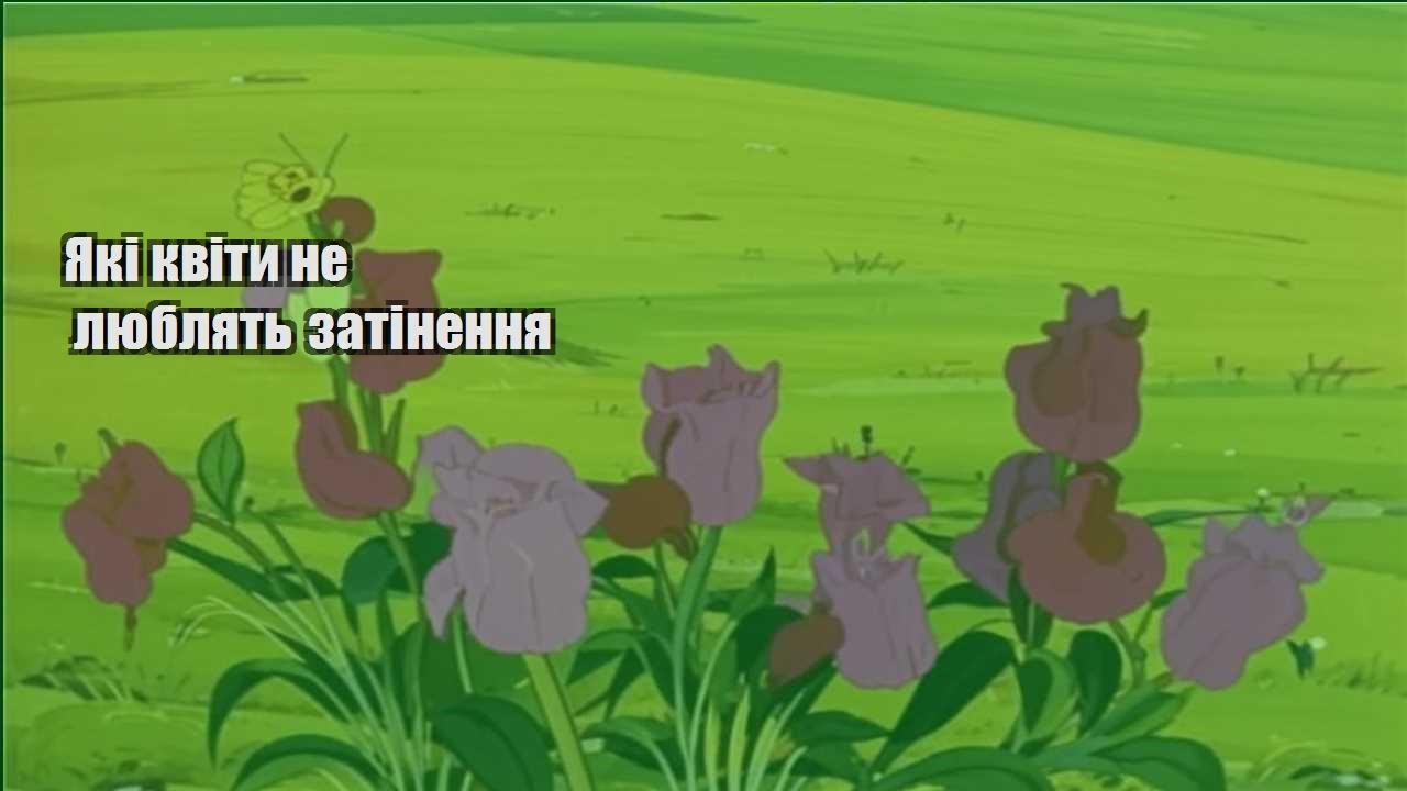 Детальніше про статтю Які квіти не люблять затінення