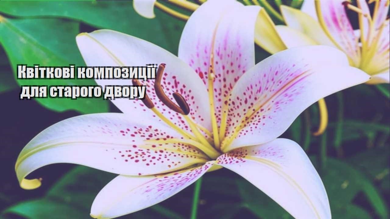 Детальніше про статтю Квіткові композиції для старого двору