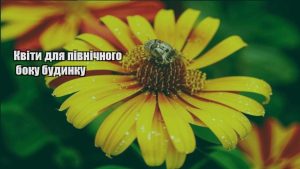 Детальніше про статтю Квіти для північного боку будинку