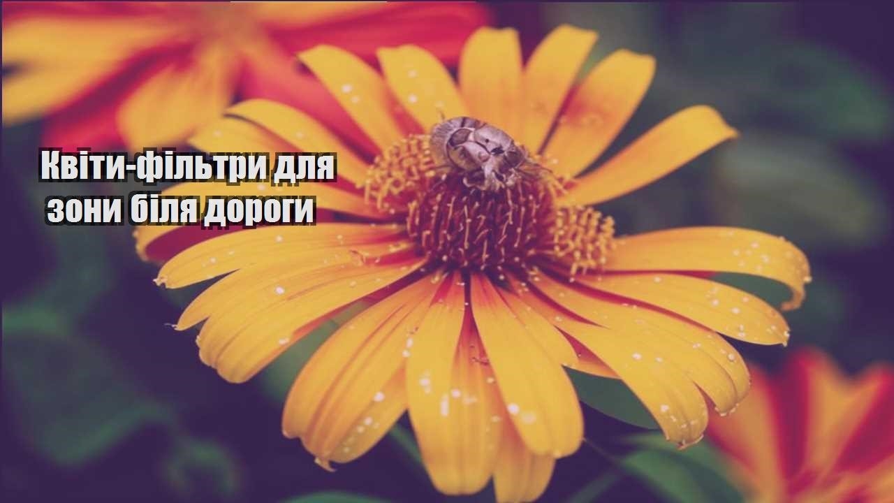 Ви зараз переглядаєте Квіти-фільтри для зони біля дороги