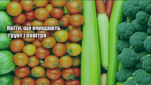 Детальніше про статтю Квіти, що очищають ґрунт і повітря