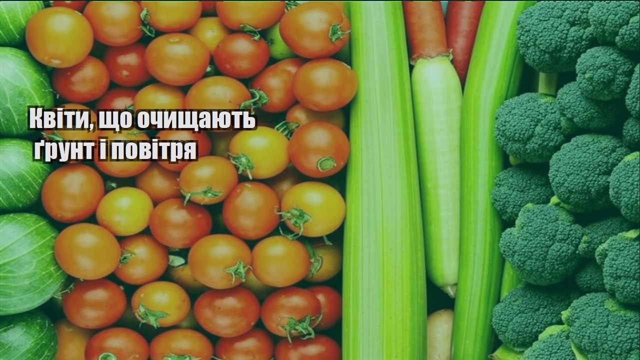 Детальніше про статтю Квіти, що очищають ґрунт і повітря
