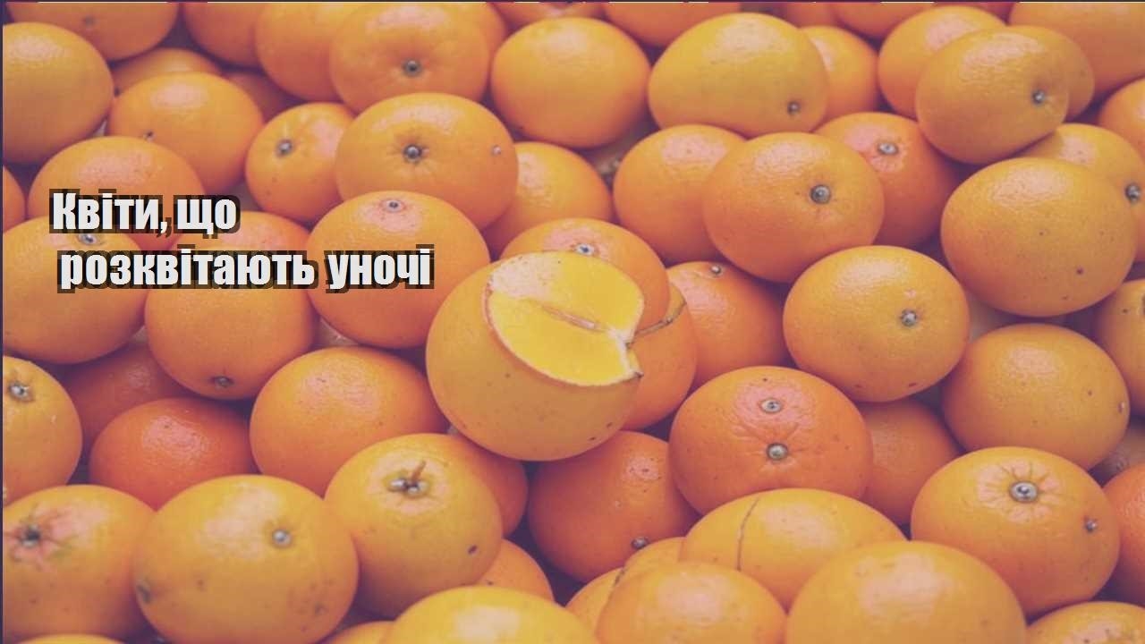 Ви зараз переглядаєте Квіти, що розквітають уночі