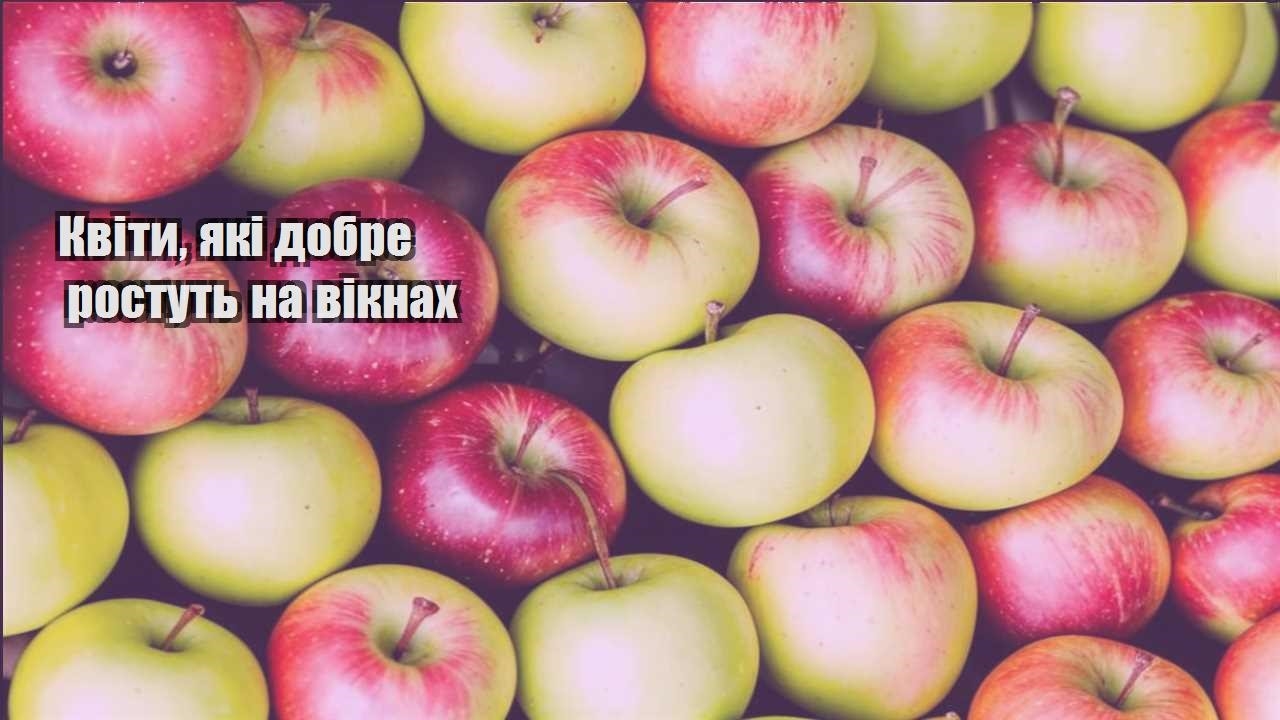 Детальніше про статтю Квіти, які добре ростуть на вікнах