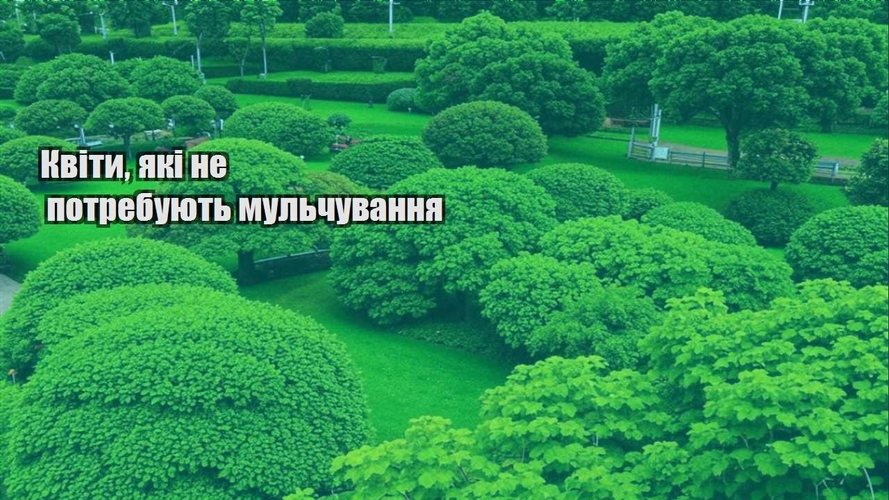 Детальніше про статтю Квіти, які не потребують мульчування
