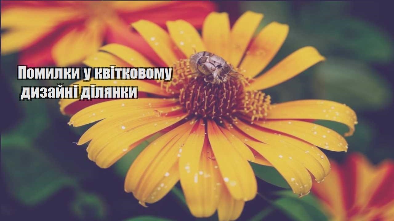Детальніше про статтю Помилки у квітковому дизайні ділянки