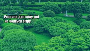 Детальніше про статтю Рослини для саду, які не бояться вітру