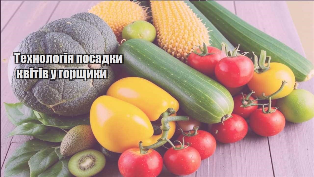 Детальніше про статтю Технологія посадки квітів у горщики