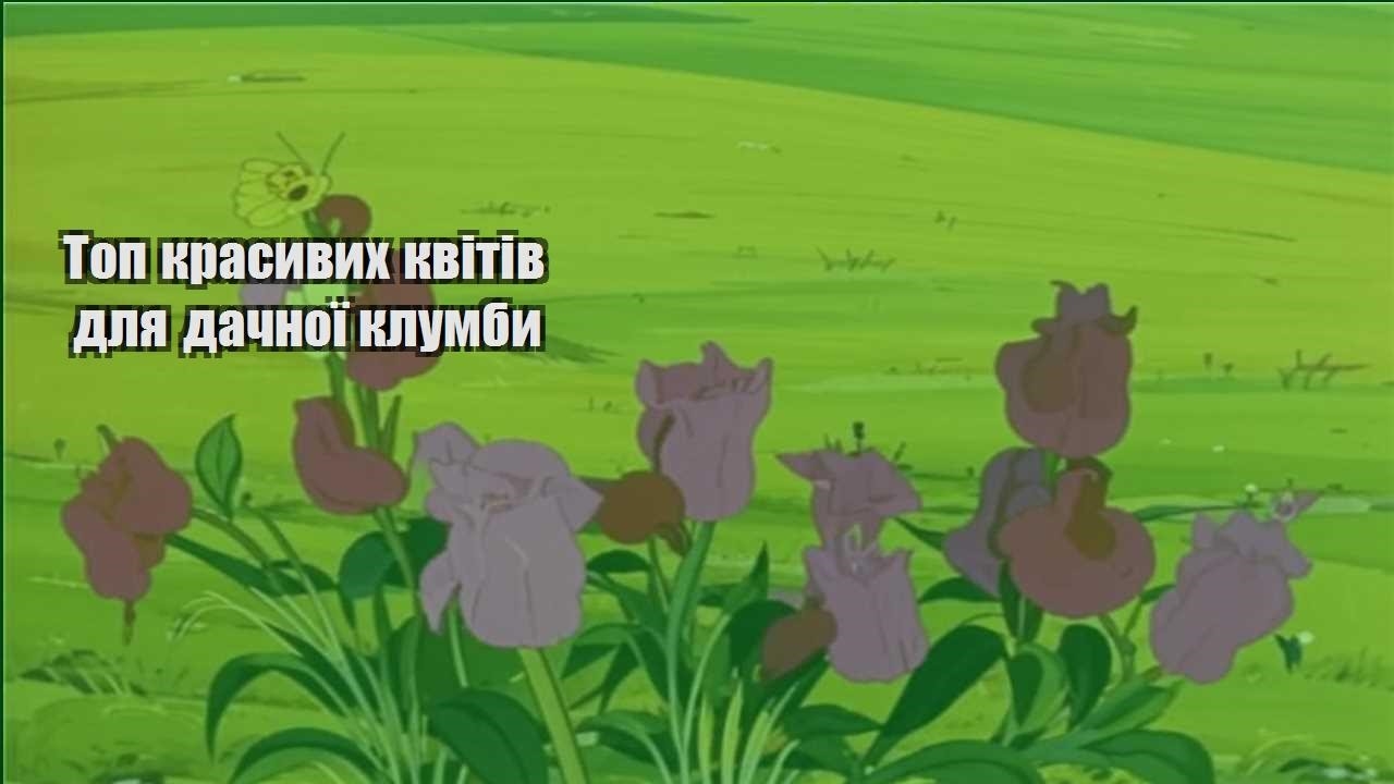 Детальніше про статтю Топ красивих квітів для дачної клумби