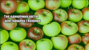 Детальніше про статтю Топ однорічних квітів для горщика і балкона