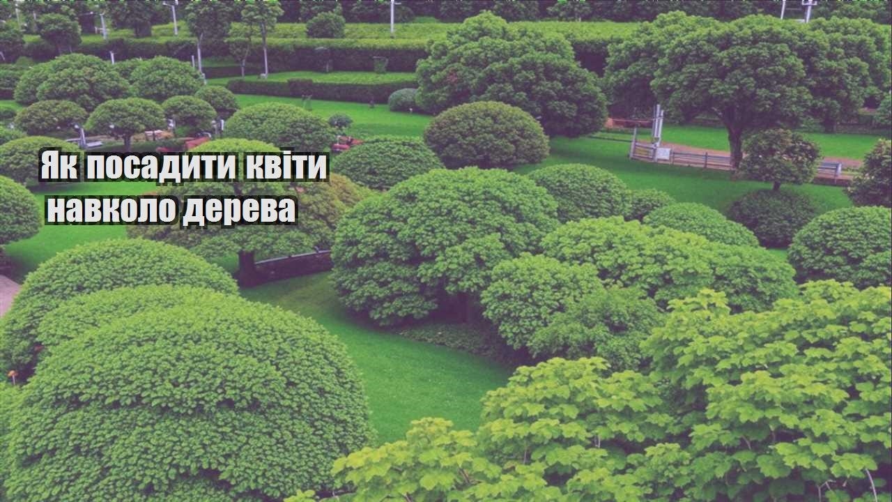 Детальніше про статтю Як посадити квіти навколо дерева
