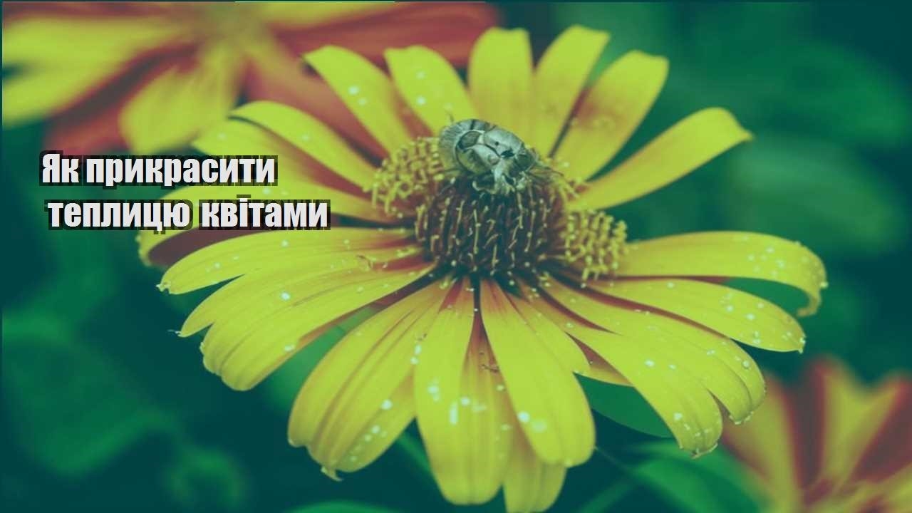 Детальніше про статтю Як прикрасити теплицю квітами
