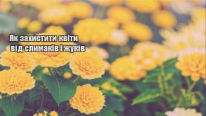 Детальніше про статтю Як захистити квіти від слимаків і жуків