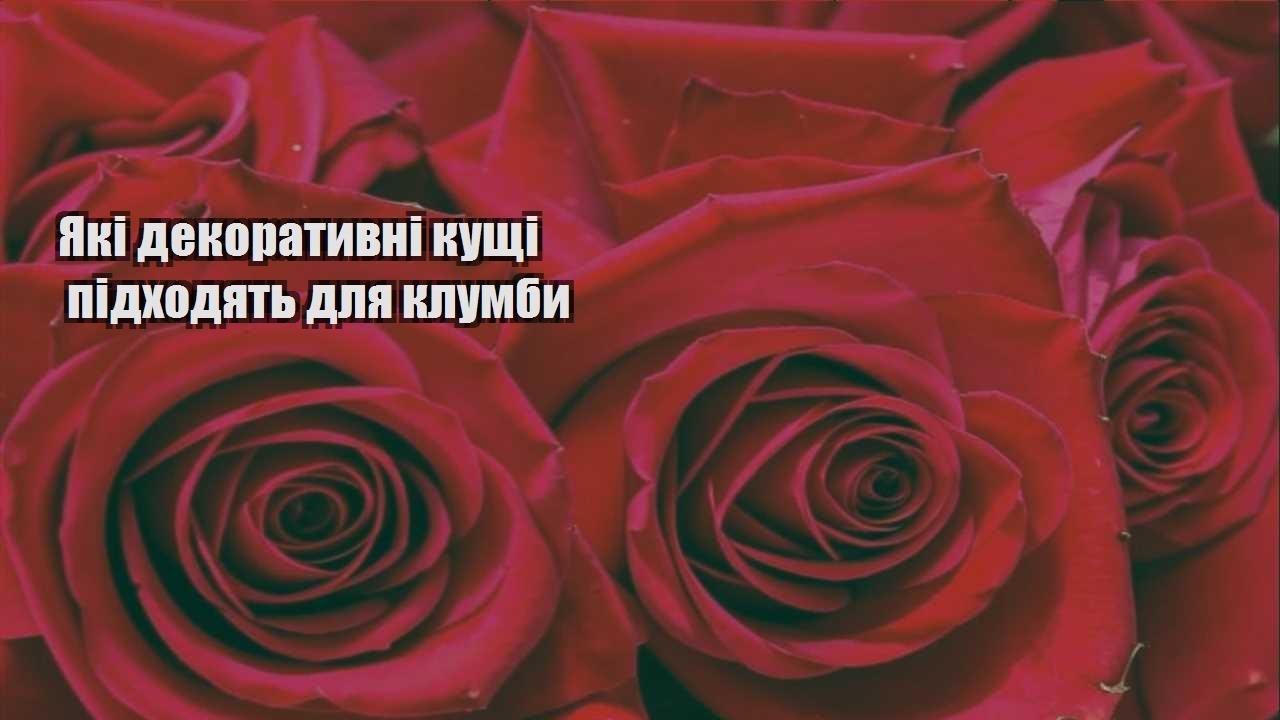 Детальніше про статтю Які декоративні кущі підходять для клумби