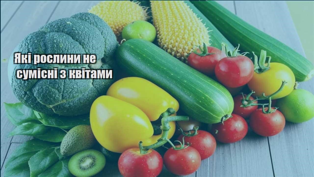 Детальніше про статтю Які рослини не сумісні з квітами