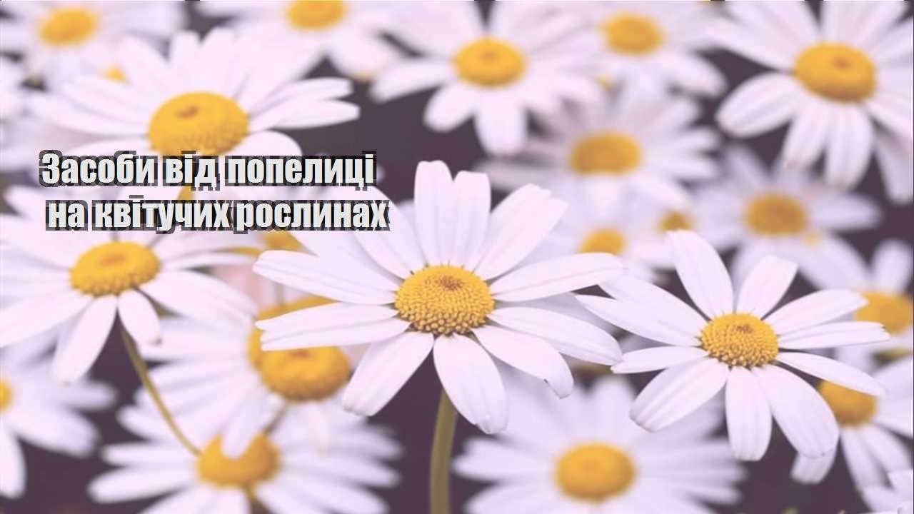 Детальніше про статтю Засоби від попелиці на квітучих рослинах